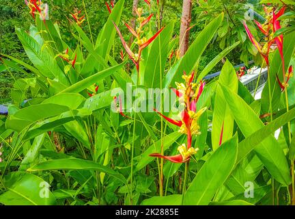 Beautiful red yellow heliconia flower tropical forest Koh Samui Thailand. Stock Photo