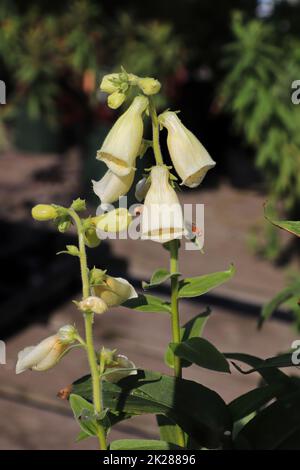 Vertical view of a spike of flowers on a foxglove plant Stock Photo