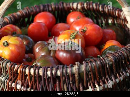 Heirloom variety tomatoes in baskets on rustic table. Colorful tomato - red,yellow , orange. Harvest vegetable cooking conception. Full basket of tometoes Stock Photo