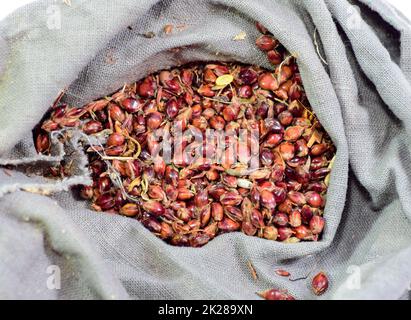 Sorghum seeds in a bag. Red seeds of a broom. Sorghum stern. Stock Photo
