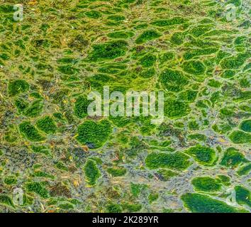 Background texture pattern of algea forming thick layer on water surface Stock Photo