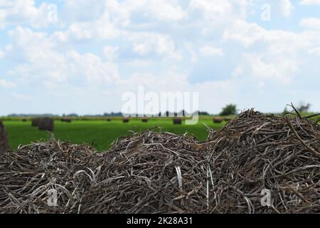 Haystacks rolled up in bales of alfalfa Stock Photo