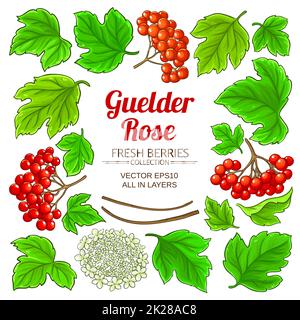 guelder rose elements set on white background Stock Photo