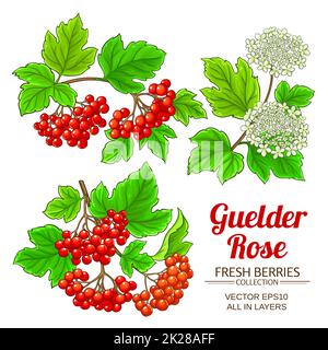 guelder rose plant vector set on white background Stock Photo