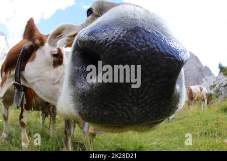 cow photographed with fisheye lens very close Stock Photo - Alamy