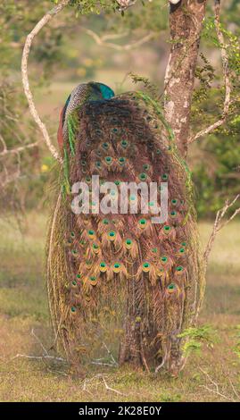 A beautiful glowing Peacock with shinning feathers and train spread out clearly; shinning blue peacock; from Sri Lanka; a big bird perched on a tree Stock Photo