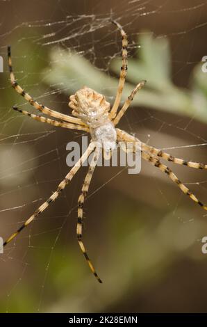 Banded garden spider Argiope trifasciata. Stock Photo