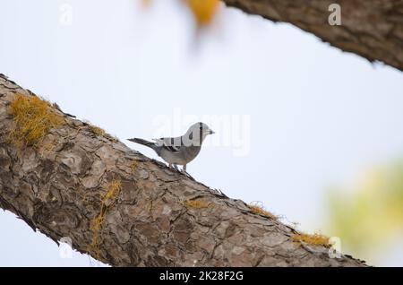 Gran Canaria blue chaffinch Fringilla polatzeki. Stock Photo