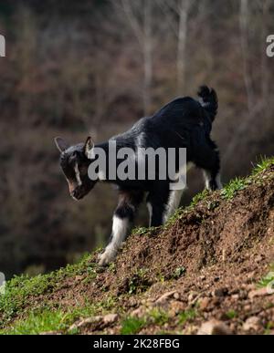 Goats III Stock Photo