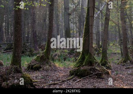 Alder tree deciduous stand in summer with dead ash tree in foreground