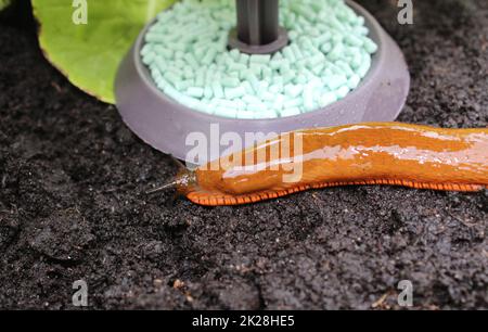 a snail on a snail trap Stock Photo