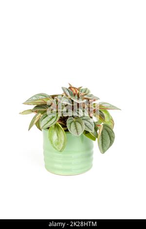Peperomia caperata rosso plants isolated on white background, potted plant