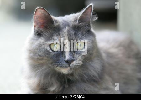 the cat Stock Photo
