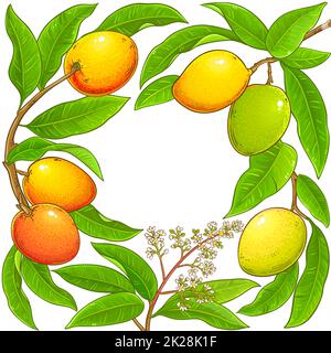 mango branches vector frame on white background Stock Photo