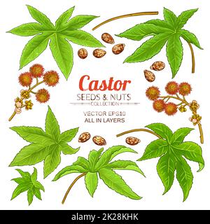 castor plant elements set on white background Stock Photo