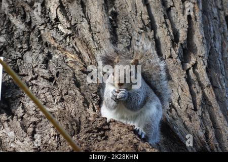 Squirrel sits on a willowtree eating a peanut Stock Photo