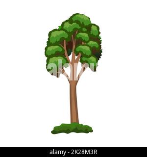 Realistic green tall pine tree isolated on white background - Vector Stock Photo