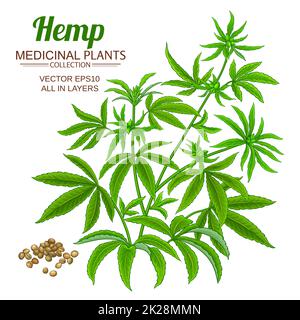 hemp plant vector illustration on white background Stock Photo