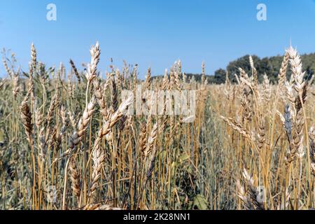 Growing grain crops in a field or meadow.Wheat ears sway in the wind against the background of sunlight and blue sky.Nature, freedom.The sun's rays will shine through the grain stalks.Harvesting Stock Photo