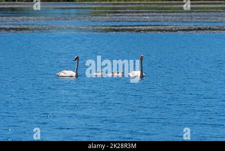 Trumpeter Swan Family Out for a Swim Stock Photo
