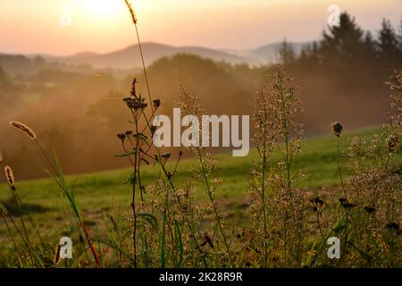 Tall grasses in the light of the rising sun Stock Photo