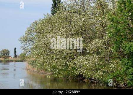 Flowering acacia white grapes Stock Photo