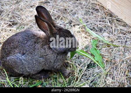 Rabbit on the farm Stock Photo