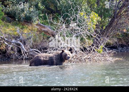 Grizzly Bear in Chilko River Stock Photo