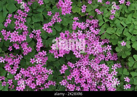 Oxalis Wood Sorrel With Pink Flowers in Garden Stock Photo