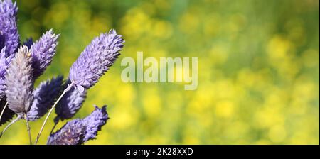 Dried Flowers with Blurred Yellow Flowers in Background Stock Photo