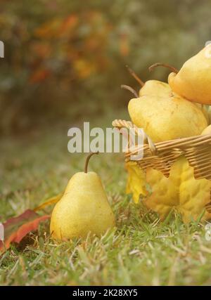 Pears in Wicker Basket Outdoors in Autumn Stock Photo