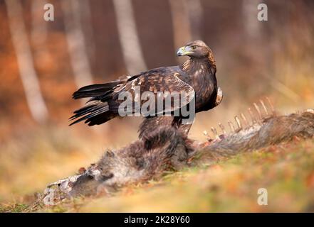 Golden eagle observing near the bones in autumn nature. Stock Photo