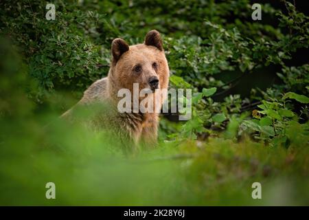 Brown bear hiding behind the bush in summer nature Stock Photo