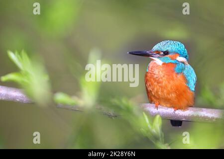 Common kingfisher sitting on branch with copy space Stock Photo