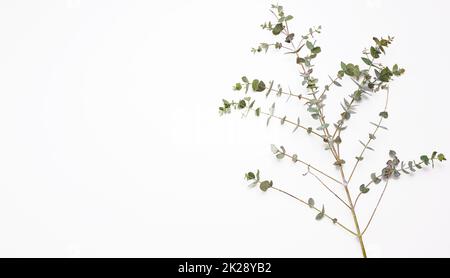 fresh eucalyptus branch with green leaves on a white background. View from above Stock Photo