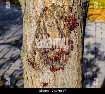 Red bugs bask in the sun on tree bark. Autumn warm-soldiers for beetles Stock Photo