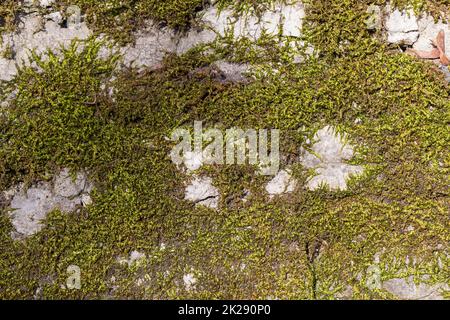 Old wall texture with moss Stock Photo