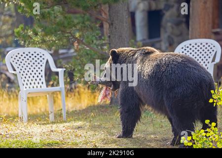 Grizzly Bear Carrying Salmon in Front Yard