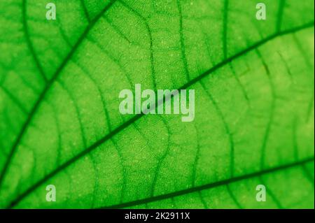 tropical leaves colorful flower on dark tropical foliage nature background dark green foliage nature Stock Photo