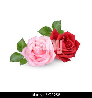 Red and Pink rose with water drops isolated on white background Stock Photo