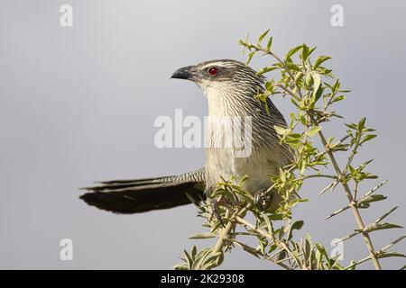 White-browed coucal, Centropus superciliosus, in Amboseli National Park in Kenya. Stock Photo