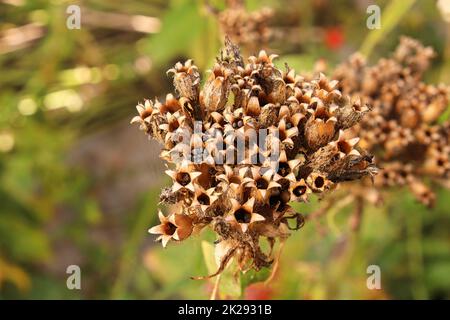 Closeup view of the seed pods on a maltese cross plant Stock Photo
