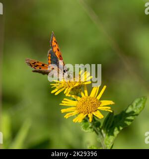 Small Copper butterfly nectaring on yellow flower Stock Photo