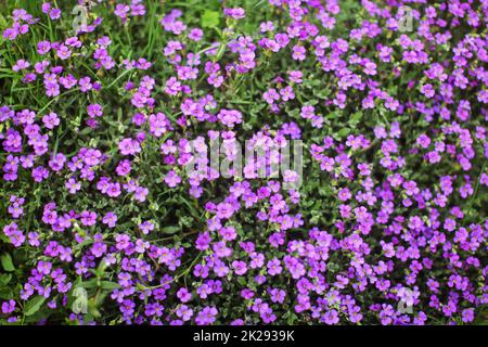Shallow depth of field photo (only some blossoms in focus) - small purple flowers, in green leaves. Abstract spring background. Stock Photo