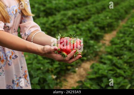 Young woman hands holding freshly harvested strawberries, self picking strawberry field in background. Stock Photo