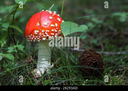Small red Amanita muscaria mushroom in the moss and grass, pine cone next to it. Stock Photo