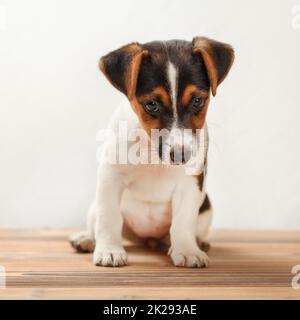 Two months old Jack Russell terrier puppy, shy, looking down, standing on board floor with white background. Stock Photo
