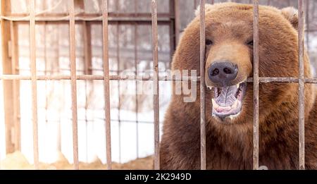 brown bear in a cage in Kamchatka Peninsula. Selective focus Stock Photo