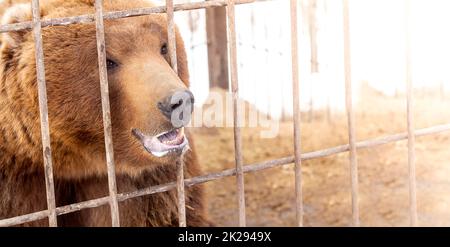 brown bear in a cage in warm directional light. Selective focus. Kamchatka Peninsula Stock Photo