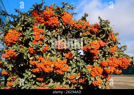 Orange autumn berries of Pyracantha with green leaves on a bush. Brush berry Stock Photo